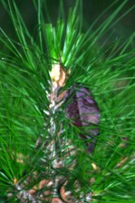 Enlarge photo 67
