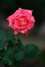 Enlarge photo 45