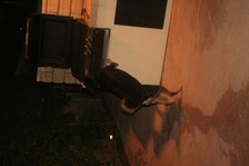Enlarge photo 69