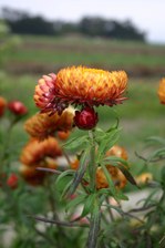 Enlarge photo 38