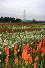 Enlarge photo 42