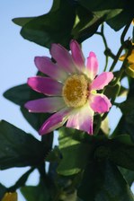 Enlarge photo 90