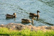 Enlarge photo 107