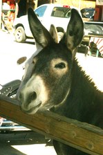 Enlarge photo 69