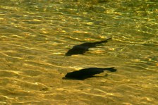 Enlarge photo 94