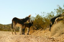 Enlarge photo 37