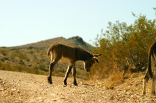 Enlarge photo 38