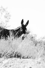 Enlarge photo 39