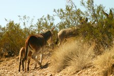 Enlarge photo 40