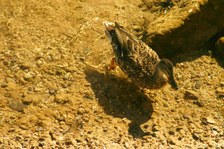 Enlarge photo 90