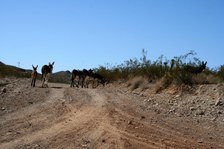 Enlarge photo 227