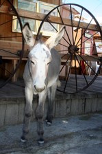 Enlarge photo 249