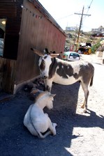 Enlarge photo 266