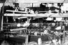 Enlarge photo 393