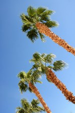 Enlarge photo 441