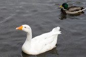 Enlarge photo 26