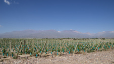 Enlarge photo 37