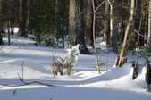 Enlarge photo 27