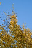 Enlarge photo 47
