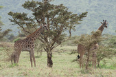 Enlarge photo 40