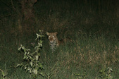 Enlarge photo 47