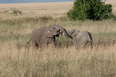 Enlarge photo 55