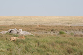 Enlarge photo 65