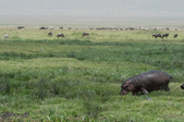 Enlarge photo 63