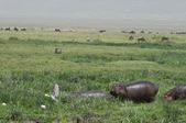 Enlarge photo 64