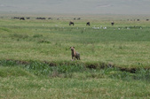 Enlarge photo 66