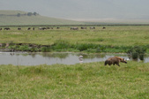 Enlarge photo 68