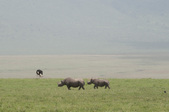 Enlarge photo 74