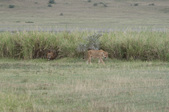 Enlarge photo 87
