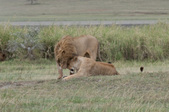 Enlarge photo 90
