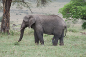 Enlarge photo 96