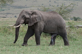 Enlarge photo 97