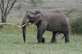Enlarge photo 98