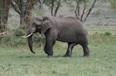 Enlarge photo 99