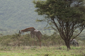 Enlarge photo 103