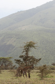 Enlarge photo 104