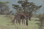 Enlarge photo 105