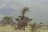 Enlarge photo 106