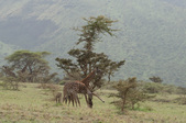 Enlarge photo 107