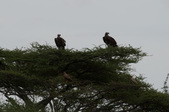 Enlarge photo 119