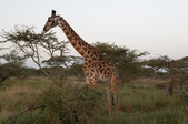Enlarge photo 131