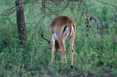 Enlarge photo 136