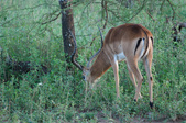 Enlarge photo 138