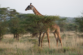 Enlarge photo 142