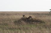 Enlarge photo 158