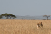 Enlarge photo 159